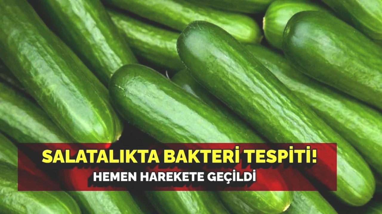 Salatalıkta Bakteri Alarmı! Ülkede Tüm Salatalıklar Toplanıyor!