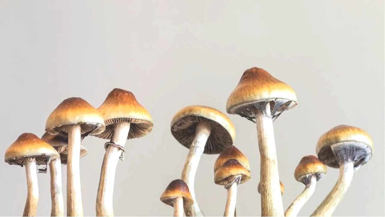Mantarın Gençlik Sırrı! Bilim, Farelerde Ömrü Uzattı ve Tüyleri Yeniden Canlandırdı!